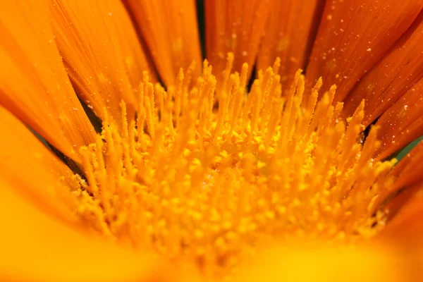 鮮やかなオレンジ色の花を閉じます — ストック写真
