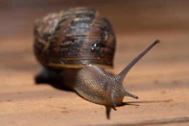 Sürünen bahçe salyangozuna yaklaş