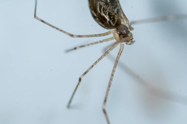 Kiler örümcekleri baba uzun bacaklar makroyu kapatın