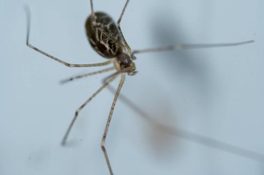 Kiler örümcekleri baba uzun bacaklar makroyu kapatın