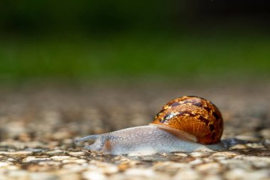 Sürünen bahçe salyangozuna yaklaş