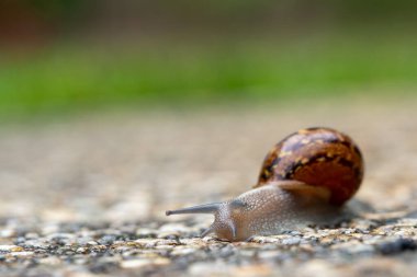 Sürünen bahçe salyangozuna yaklaş