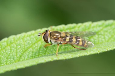 Yeşil yaprağın üzerinde uçan küçük sahte arı.