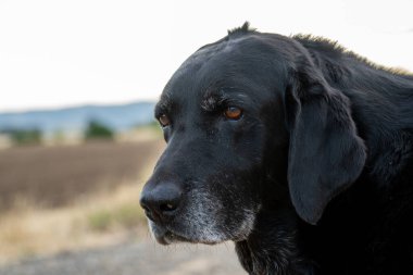 Eski siyah labrador Retriever köpek portresi