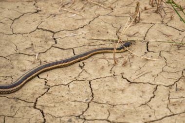 Jartiyer yılanı kurumuş çatlamış toprak üzerinde sürünüyor.