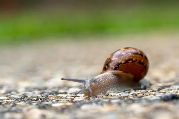 Close Garden Snail Crawling — Stock Photo, Image