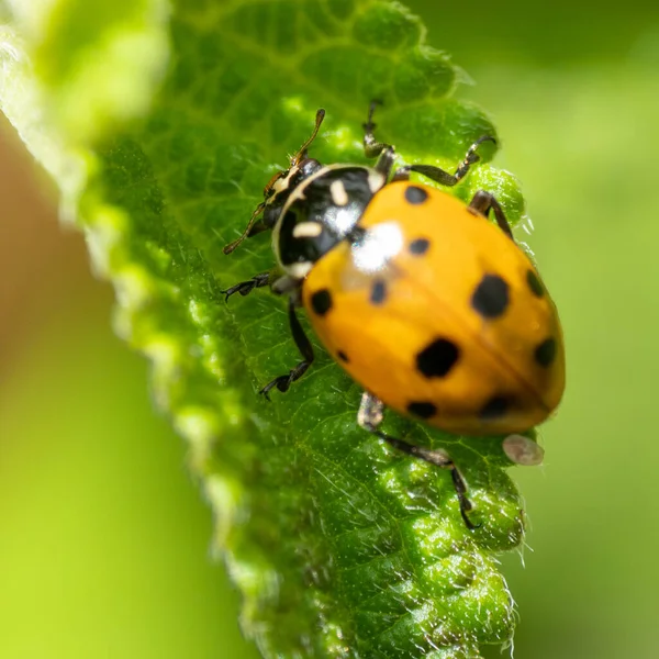 yeşil yaprak üzerinde sürünerek uğur böceği