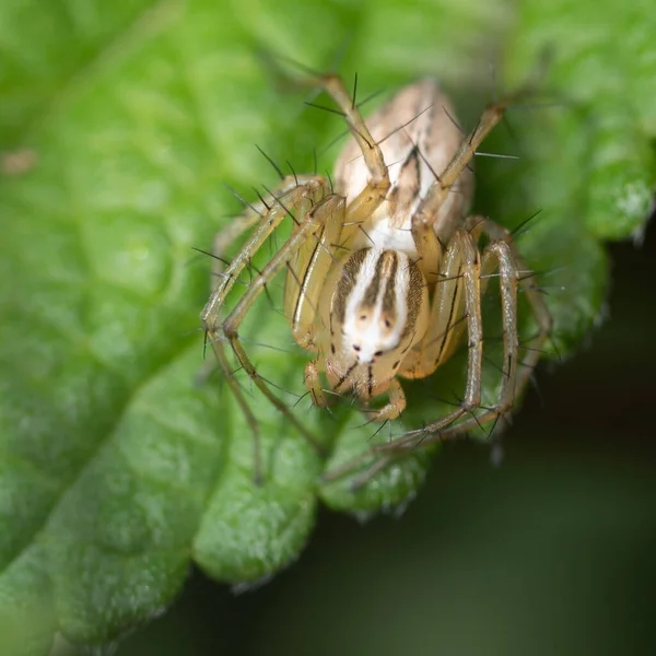 Kleine Weiße Spinne Auf Einem Grünen Blatt Makro — Stockfoto