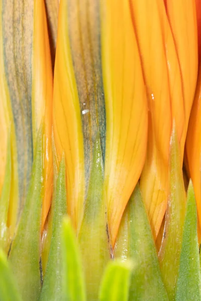開花前のオレンジ色の花 — ストック写真
