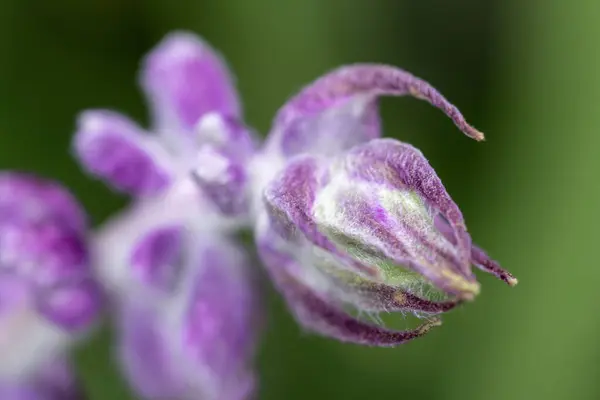 Fleur Violette Entourée Verdure — Photo