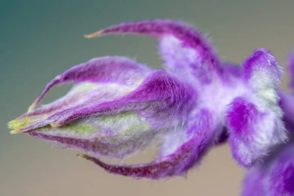 Fleur Violette Entourée Verdure — Photo