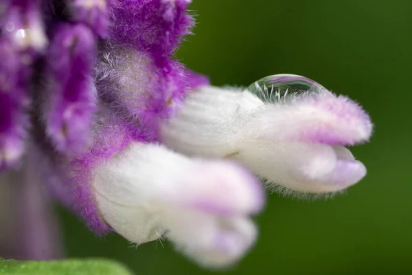 Flor Púrpura Rodeada Vegetación —  Fotos de Stock