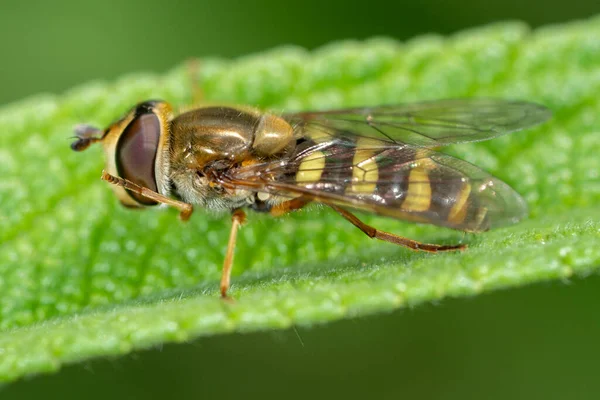 Malá Falešná Včela Vznáší Zeleném Listu — Stock fotografie