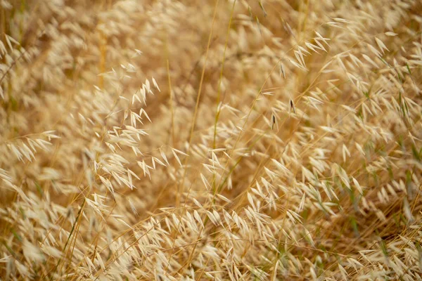 Pozadí Volně Žijících Ovsa Suché Pšenice — Stock fotografie