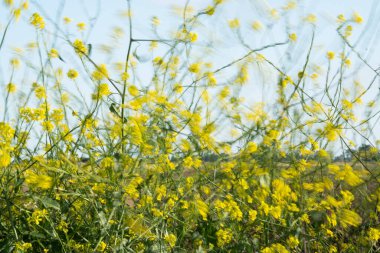 Rüzgarda esen yabani hardal sarısı çiçekler.
