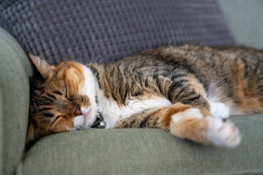 Tekir kedi yeşil bir kanepede uyuyor.