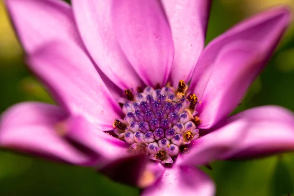 Fleur Pourpre Avec Petit Insecte Centre — Photo