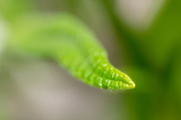Uzun Makro Yeşil Yaprak Doğa Fotoğrafı — Stok fotoğraf