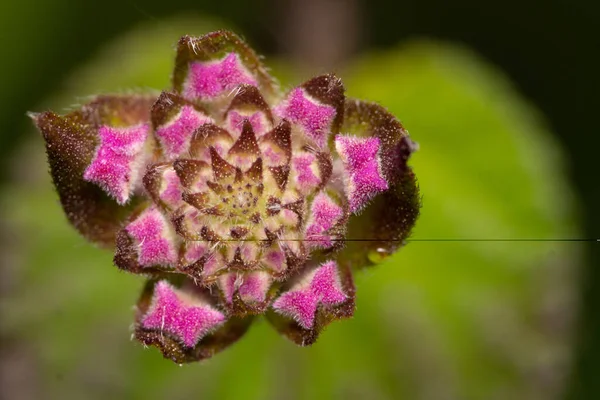 Mały Purpurowy Kwiat Zaczyna Kwitnąć — Zdjęcie stockowe