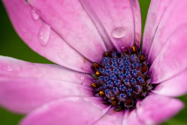 Fleur Violette Avec Gouttes Eau Macro Gros Plan — Photo