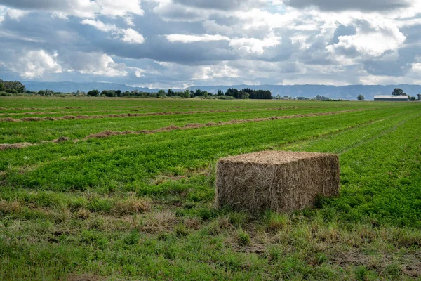 stock image Large hay square bail in a green field