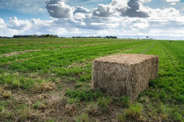 Large hay square bail in a green field