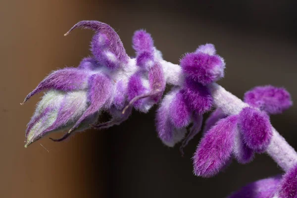 Fioletowy Kwiat Kroplami Wody Zbliżyć Makro — Zdjęcie stockowe