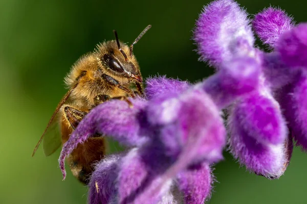 ラベンダーの花に黄色いミツバチの着陸 — ストック写真