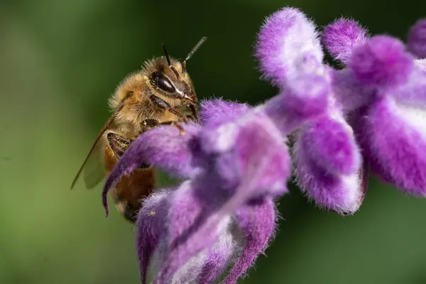 紫色のファジィの花にミツバチ — ストック写真