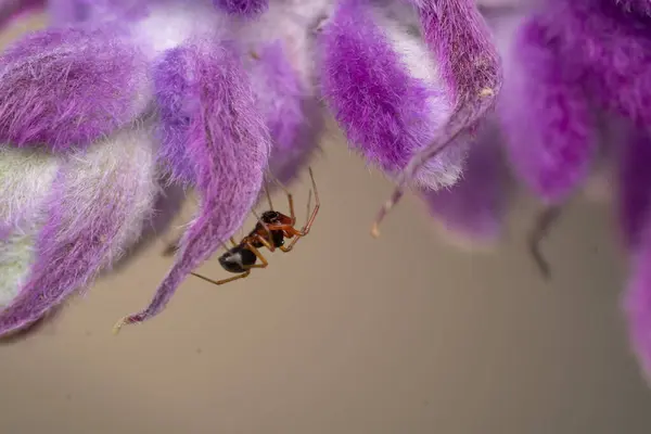 Pequeña Araña Arrastrándose Sobre Una Flor Púrpura Borrosa —  Fotos de Stock