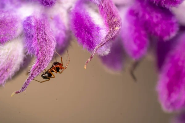 Pequeña Araña Colgando Flor Púrpura —  Fotos de Stock