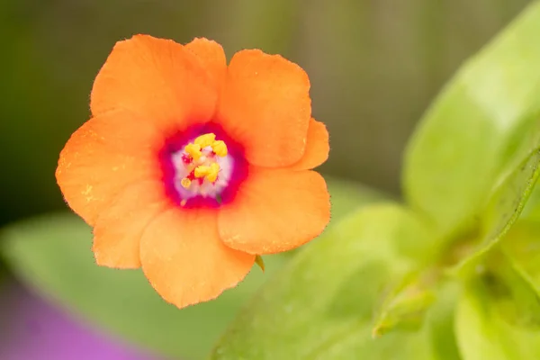 Küçük Turuncu Tropikal Çiçek Makrosu — Stok fotoğraf
