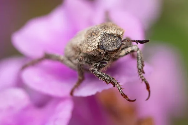 Gran Bicho Escarabajo Gris Peludo Macro Cerca —  Fotos de Stock