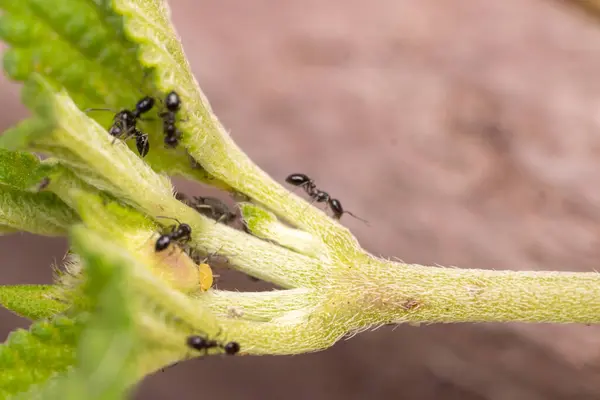 Mrówki Czołgające Się Zielonym Liściu Mszycami — Zdjęcie stockowe