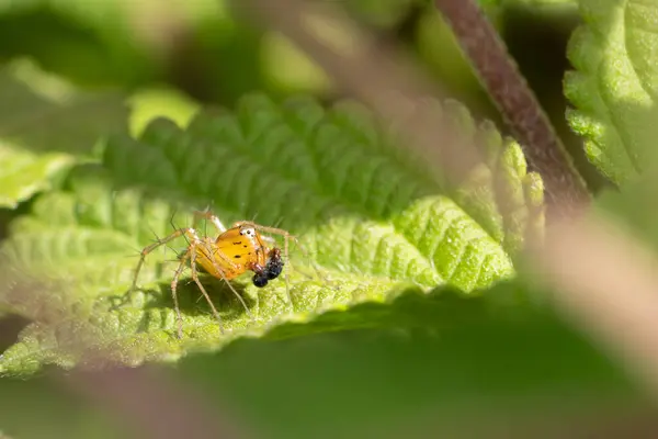 Pequeña Araña Tomando Sol Sobre Hojas Verdes — Foto de Stock