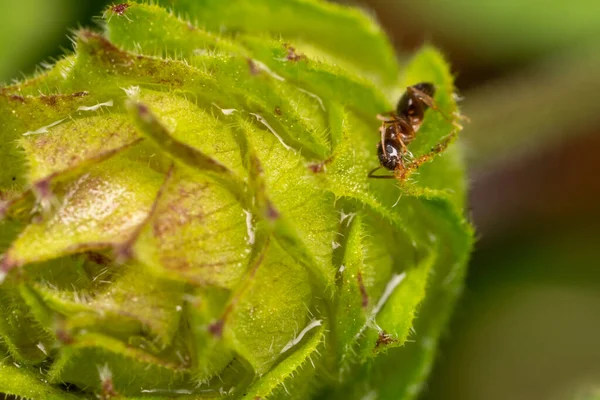 Hormigas Gateando Sobre Hoja Verde Con Pulgones — Foto de Stock
