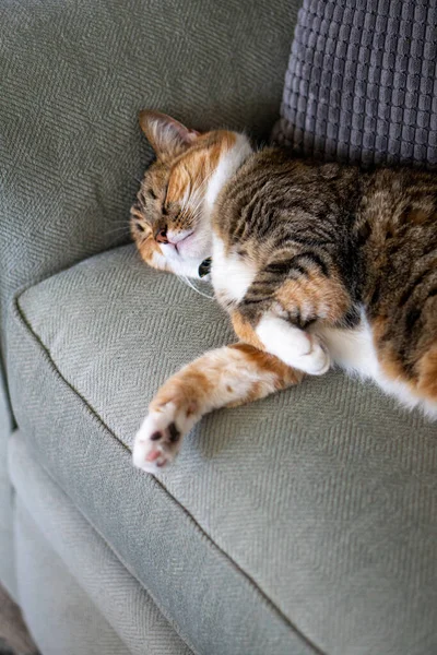 Tabby Katze Schläft Auf Einer Grünen Couch — Stockfoto