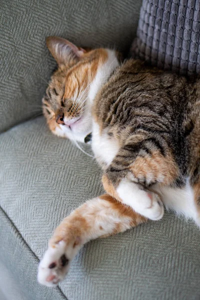 Tabby Cat Sleeping Green Couch — Stock Photo, Image