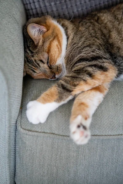 Tekir Kedi Yeşil Bir Kanepede Uyuyor — Stok fotoğraf