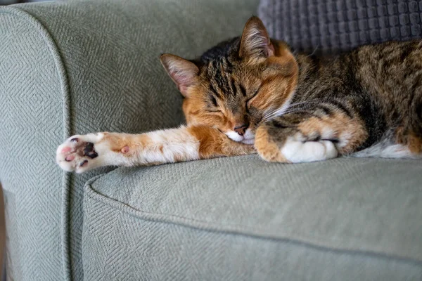 Tabby Kočka Spí Zeleném Gauči — Stock fotografie