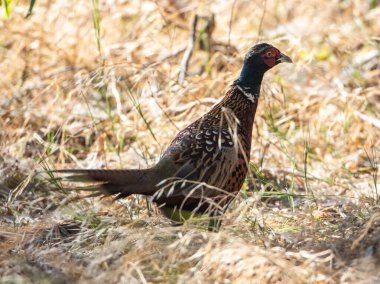 Erkek halka boyun sülünü kuru çimlerde 