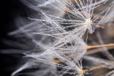 uçan, siyah arkaplan, düşük tuş, yakın plan, karahindibalar, yakın plan, siyah arka plan, çiçek, bitki, doğa, tohum, soyut, beyaz, flora, karahindiba, kırılganlık, üfleme, doğal detay, kapanış, makro, bahar, güzellik, kabarık, rüzgar, ot,