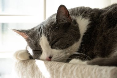 Gri, portre, kedi, kedi, kedi, kedi, şirin, tapılası, hayvan, hayvan, hayvan, hayvan, beyaz, yerli, kürk, smokin, yalancı, kedi, genç, kısa hava, rahatla, memeli, şekerleme, kedi, rahat, tatlı, ev, rahat, arka plan, güzel, tüylü, tüylü