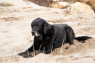 Yaşlı siyah Labrador av köpeği kumda yatıyor..