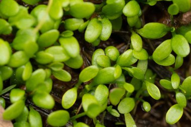 Büyüyen yeşil fidelerden oluşan makro yakın çekim