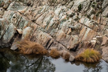 Cosumnes nehri boyunca kurumuş çimenler sel sularıyla yıkıldı.