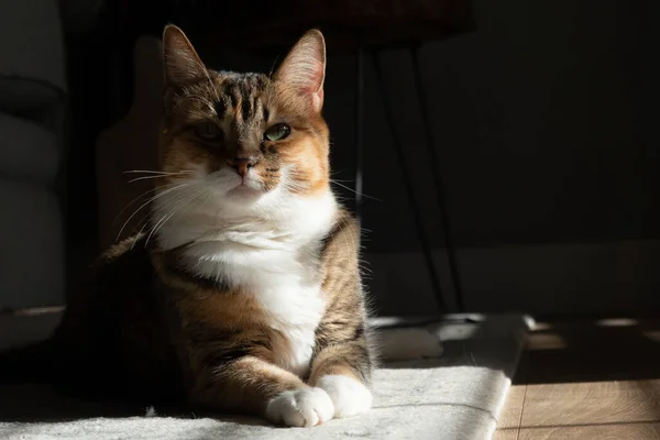 Будинок Кіт Відпочиває Теплі Сонця Через Вікно — стокове фото