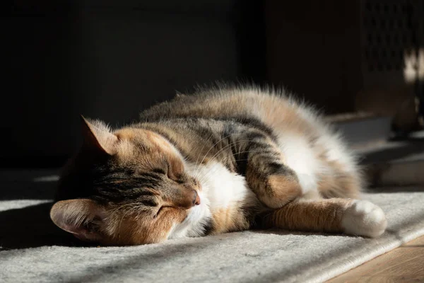 窓から太陽の暖かさに包まれた家の猫が — ストック写真