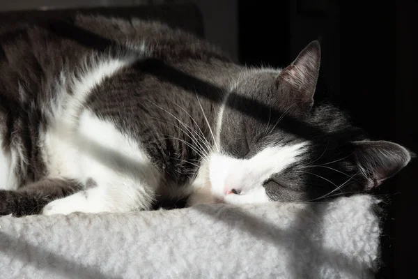 Eine Hauskatze Die Sich Der Wärme Der Sonne Durch Das — Stockfoto
