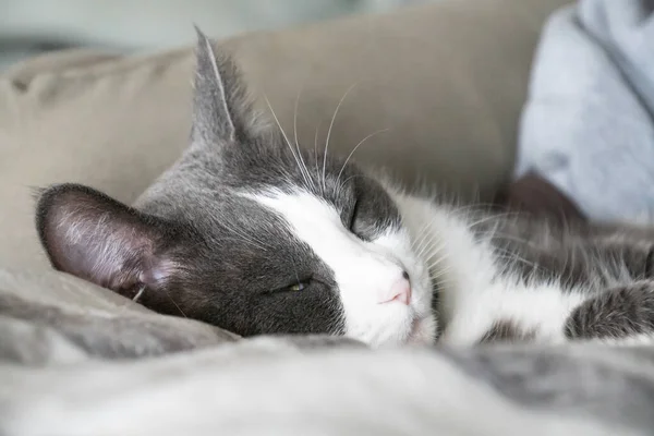 Graue Und Weiße Smoking Katze Kuschelig Schlafend Decken — Stockfoto